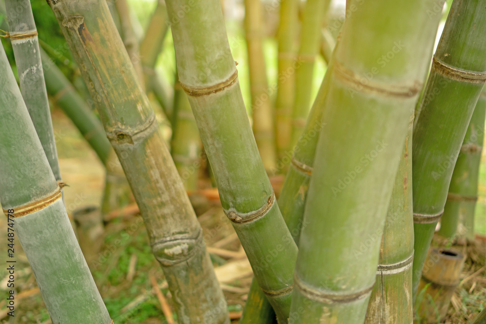 Fototapeta premium Fresh green stem of Bamboo under sunlight