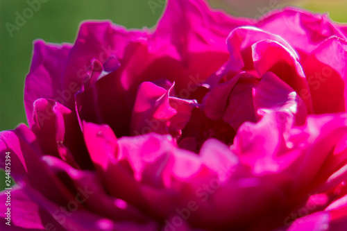 closeup of pink rose