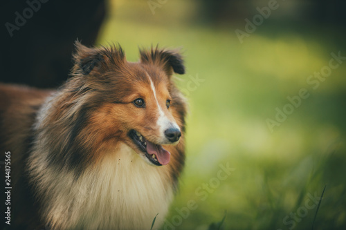 portrait of Collie dog