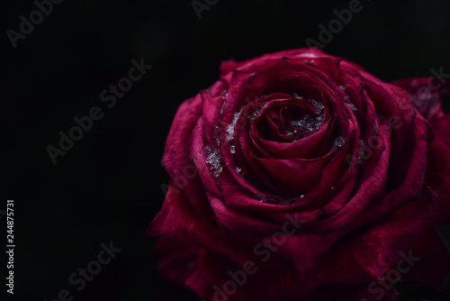 Alte rote Rosenblüte mit Schnee vor dunklem Hintergrund