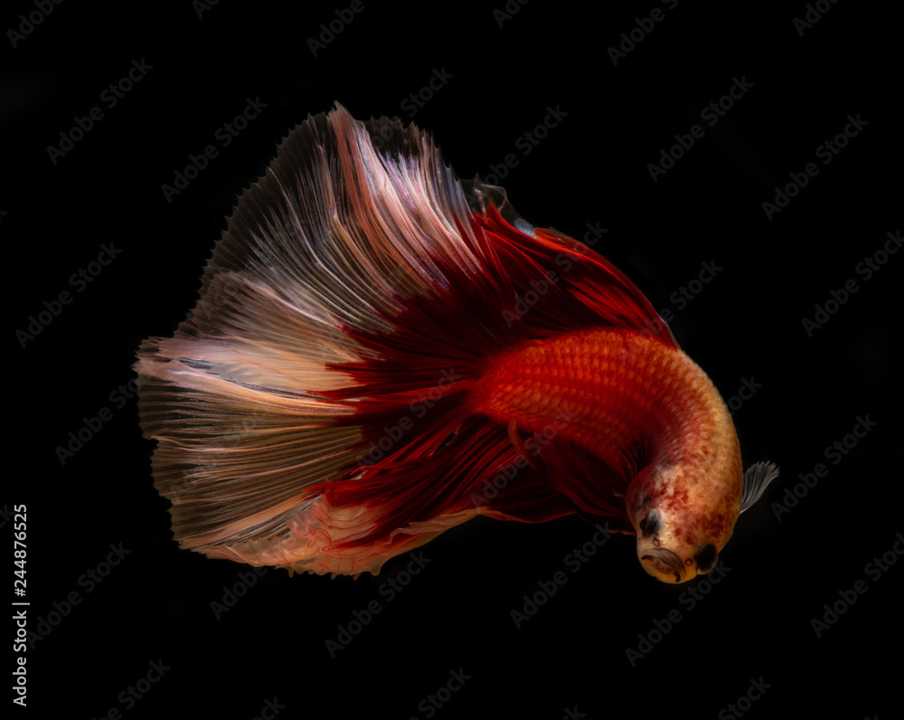 Red butterfly fullmoon betta isolated on black background.