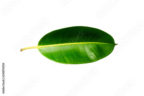 Tropical green leaf isolated on white background with clipping path.