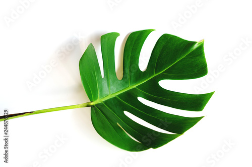 Monstera leaf isolated on white background with clipping path.