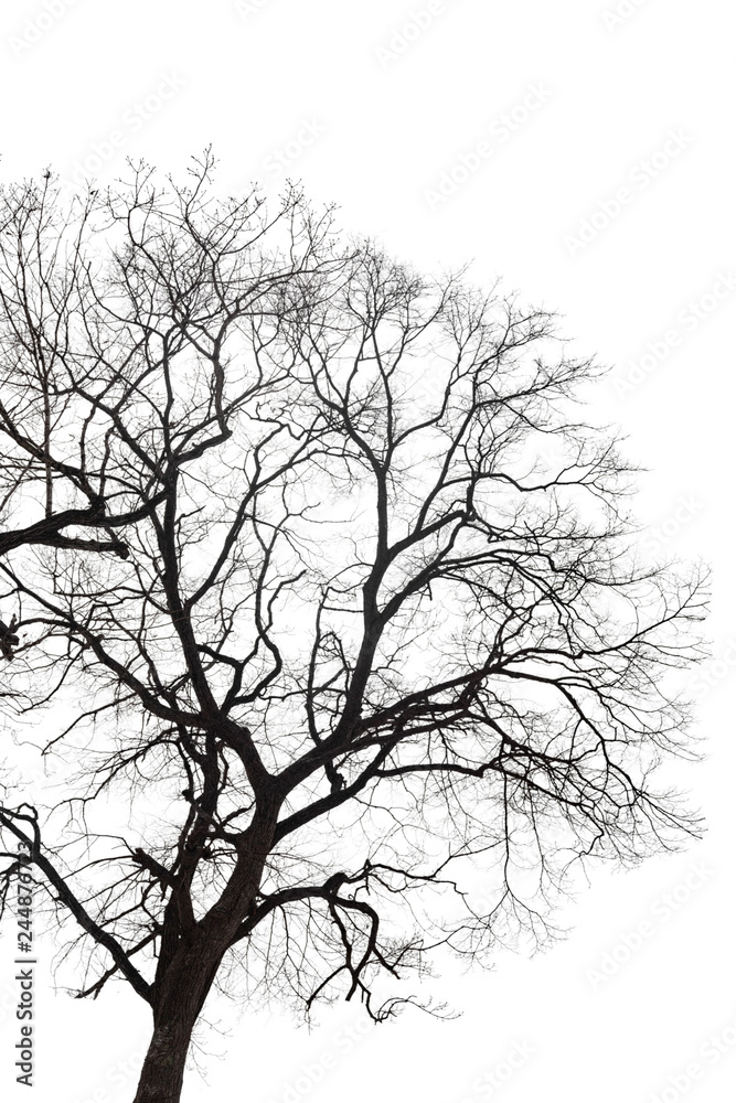 Dry bare branches isolated on white background Dry bare branches isolated on white background