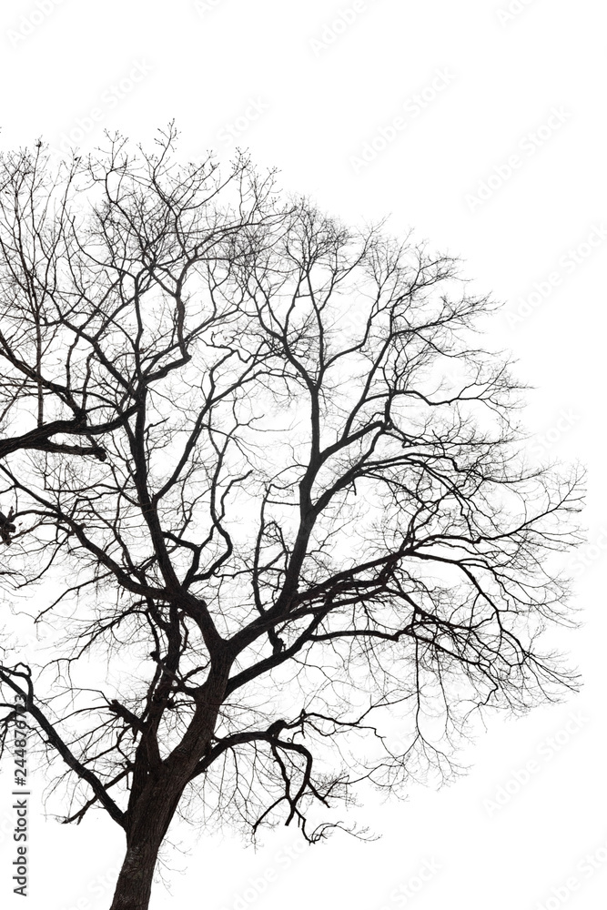 Dry bare branches isolated on white background