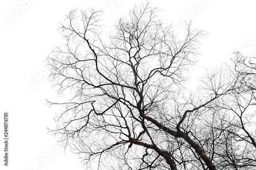 Dry bare branches isolated on white background