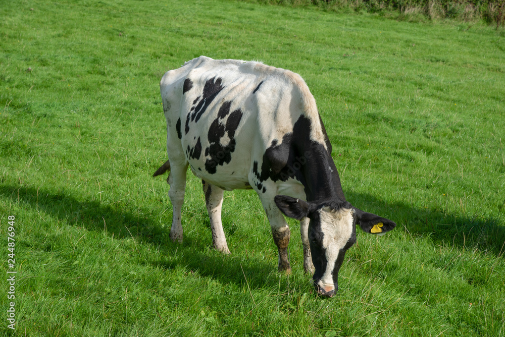 Cow grazes on a green meadow near Tintagel in north Cornwall, UK.