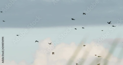 Huge flock of birds flying in slow motion
