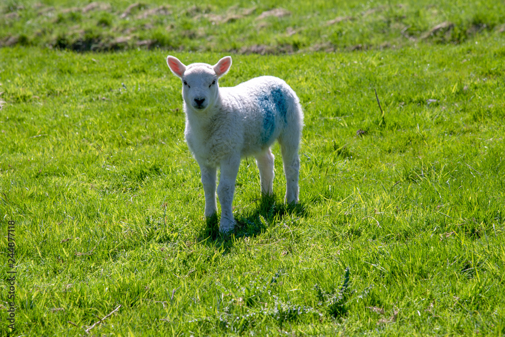 Obraz premium Sheep on a green meadow near Chirk Castle in Wales, UK.