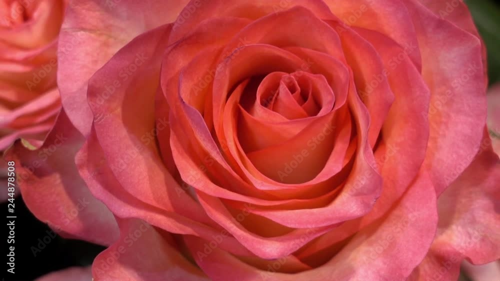 Beautiful pink rose flower as background. HD video Beautiful pink rose flower as background. HD video