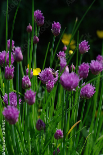 purple flowers in the garden