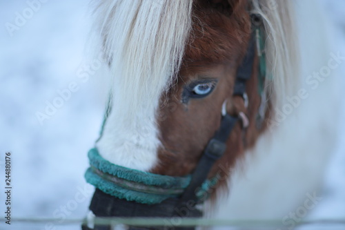 Beautiful Scottish pony 