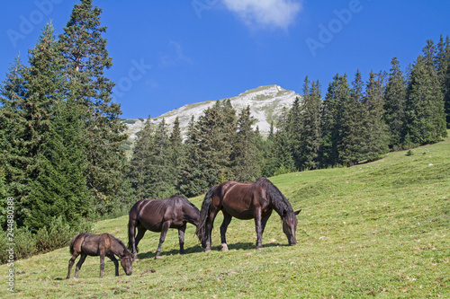 Pferdeherde in den Ammergauer Alpen