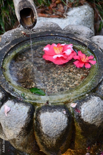 Two beautiful camellias float in a Japanese bamboo fountain, which flows into a stone basin. Photo taken at the Japanese Garden at Descanso Gardens in La Cañada Flintridge, CA. photo