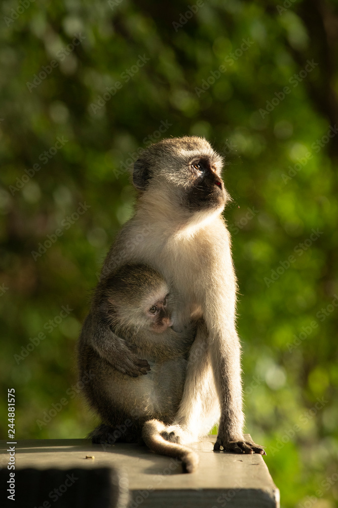 Mother baboon and baby