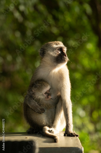 Mother baboon and baby