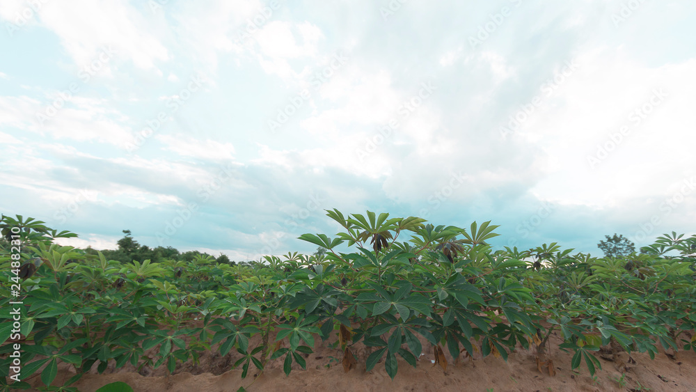stormy and cloud is moving tapioca tree in farm, landscape 
