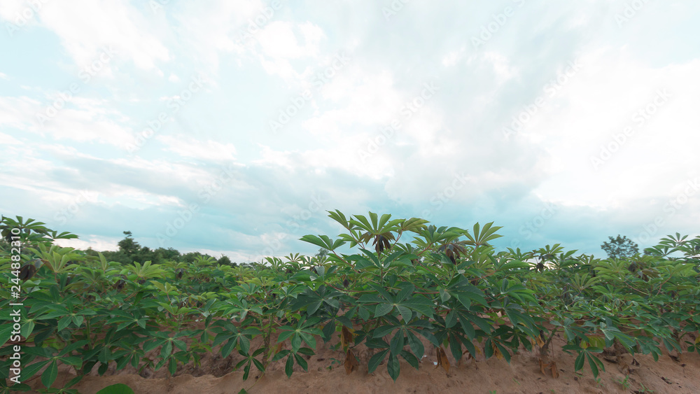 stormy and cloud is moving tapioca tree in farm, landscape
stormy and cloud is moving tapioca tree in farm, landscape