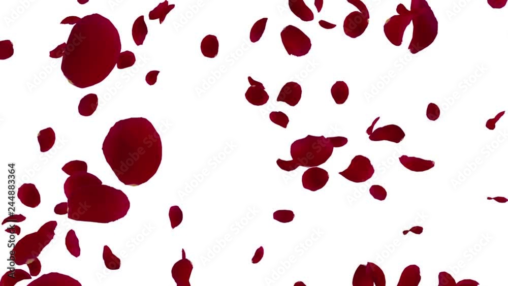 Rose petals Red fluttering Rose petals Red fluttering