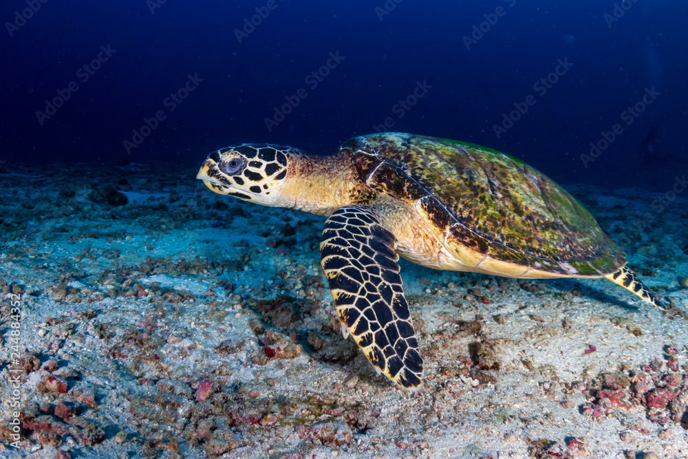 Obraz premium A Hawksbill Turtle (Eretmochelys imbricata) on a dark coral reef with background SCUBA divers