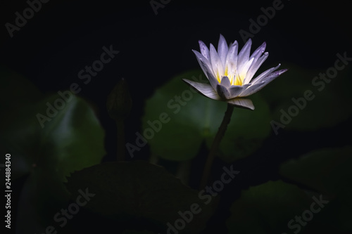 lotus flower in the dark