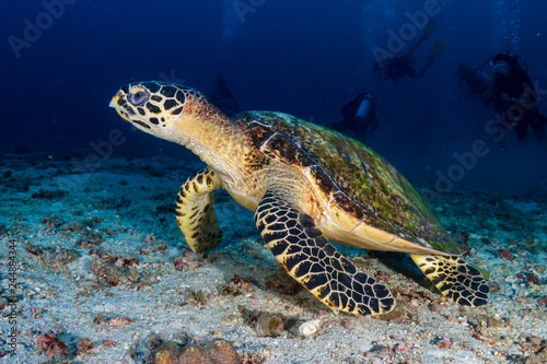 A Hawksbill Turtle (Eretmochelys imbricata) on a dark coral reef with background SCUBA divers