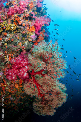 Fototapeta Naklejka Na Ścianę i Meble -  Brightly colored, healthy tropical coral reef (Richelieu Rock, Thailand)