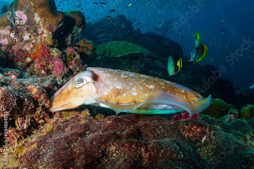 Female Pharaoh Cuttlefish (Sepia pharaonis) laying eggs on a tropical coral reef (Richelieu Rock)