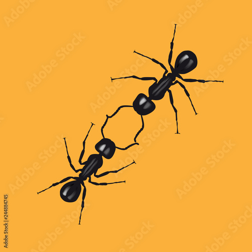 Two ants communicate by touching their antennas. Vector illustration on white background