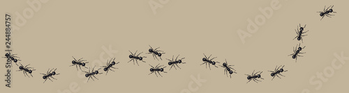 A line of worker ants marching in search of food. Vector banner photo