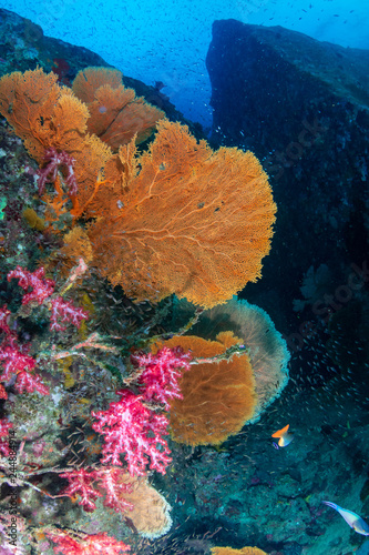 A colorful tropical coral reef at Koh Tachai island, Andaman Sea