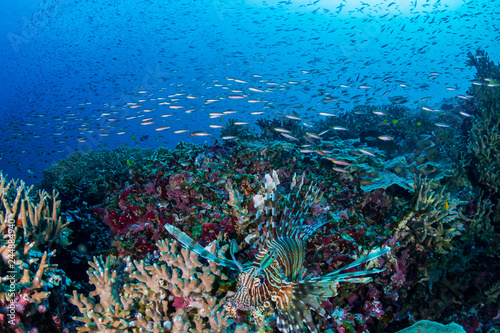 Colorful Common Lionfish (Pterois miles) swimming on a tropical coral reef in the Andaman Sea