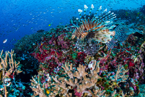 Colorful Common Lionfish (Pterois miles) swimming on a tropical coral reef in the Andaman Sea