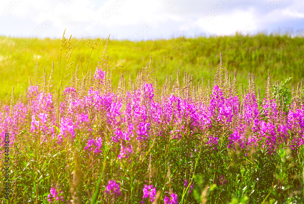 Naklejka premium Blooming lupines in the field on a Sunny day