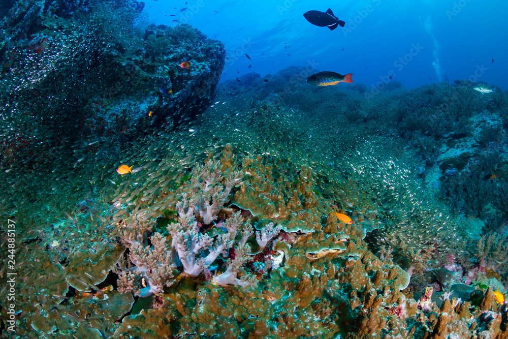 Naklejka premium Large shoals of tropical fish around a coral reef in Thailand's Similan Islands
