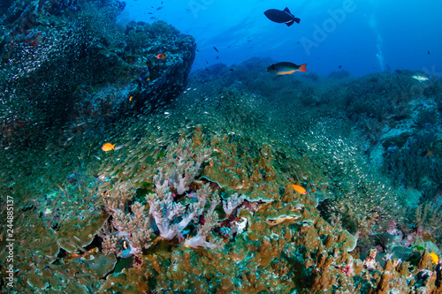 Large shoals of tropical fish around a coral reef in Thailand s Similan Islands