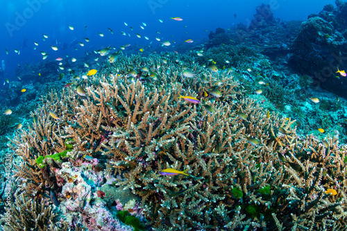 Large shoals of tropical fish around a coral reef in Thailand's Similan Islands