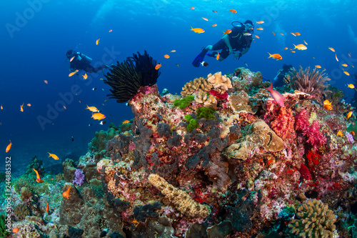 SCUBA divers exploring a tropical coral reef