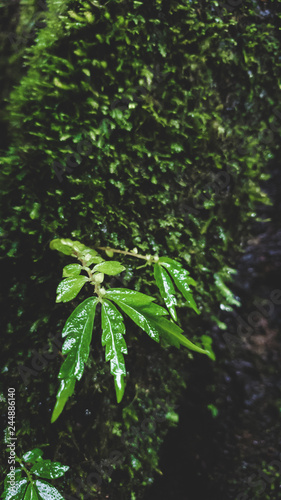 Green leaf with rain drop and moss nature background season winter at mountain wild photo shoot by smartphone