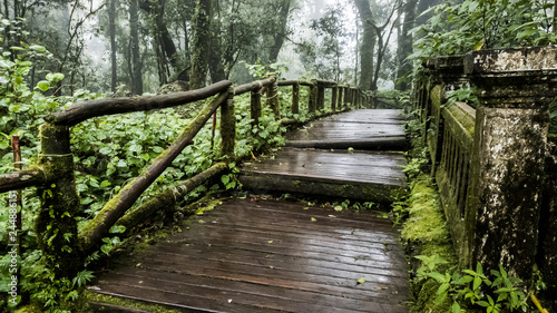 wooden walkway with Moss around the in rain Grain and fog forest in the morning at Chiang Mai Province, Thailand shooting by Smart phone