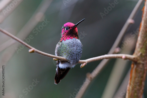 Male Annas Hummingbird photo