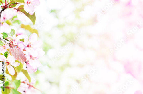  Floral natural background spring time season. Blooming apple tree.