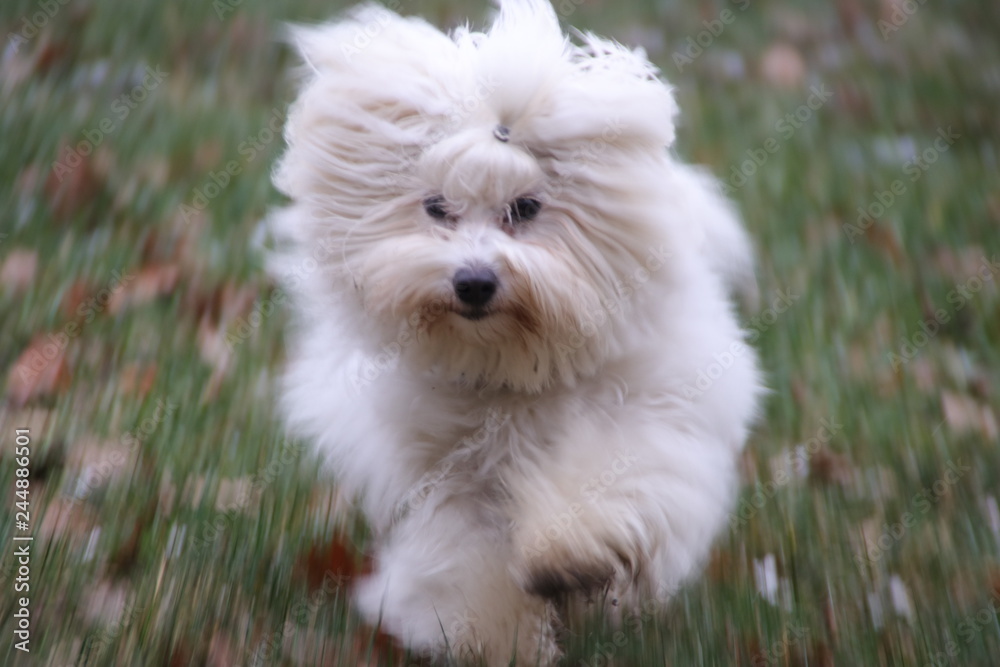 Dog Dog