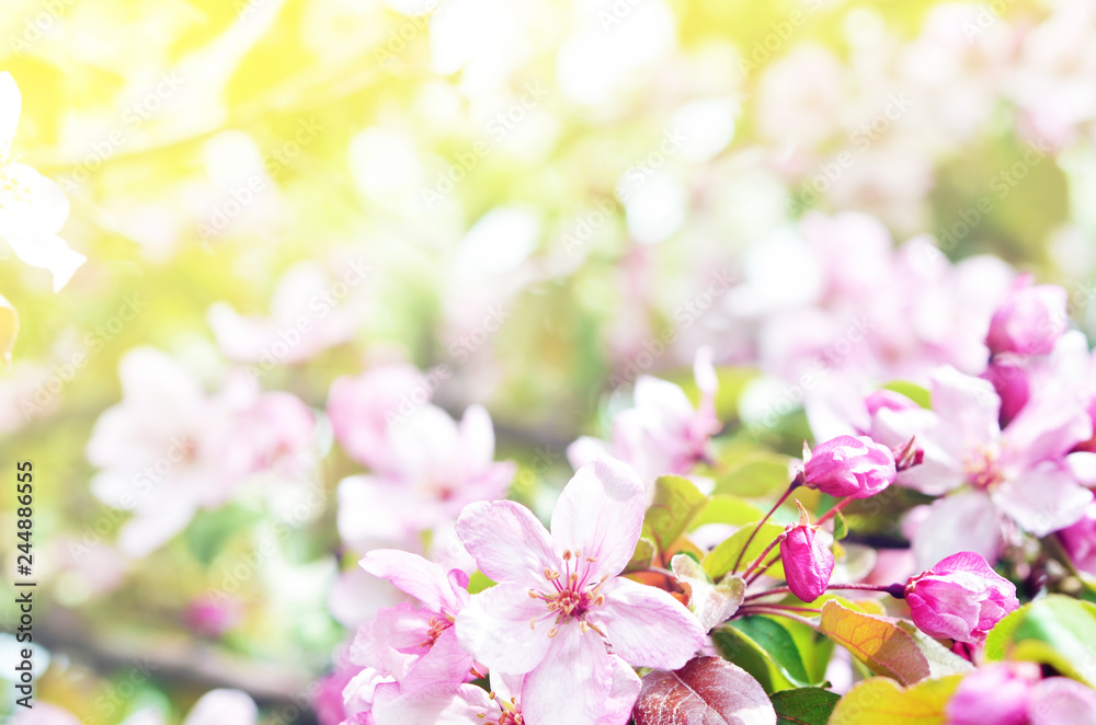 Floral natural background spring time season. Blooming apple tree. Floral natural background spring time season. Blooming apple tree.