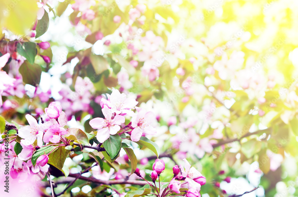 Floral natural background spring time season. Blooming apple tree. Floral natural background spring time season. Blooming apple tree.