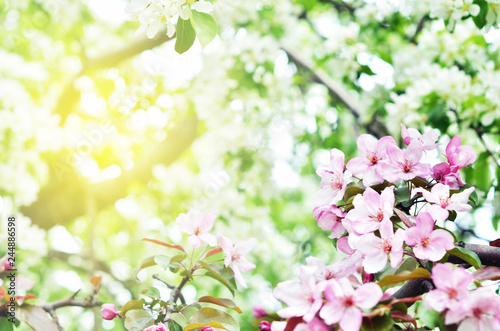  Floral natural background spring time season. Blooming apple tree. © ireneromanova