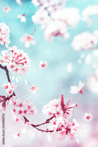 Natural spring and summer background. Delicate white and pink cherry flowers in the spring garden.
