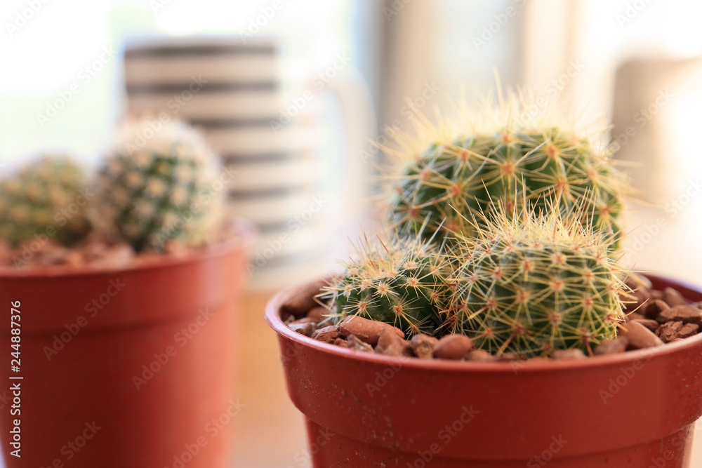 Coffee Cup and Cactuses on Wooden table, At the Living Room Coffee Cup and Cactuses on Wooden table, At the Living Room