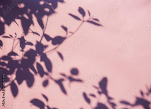 Leaves  shadow on the wall, Chiangmai  Thailand