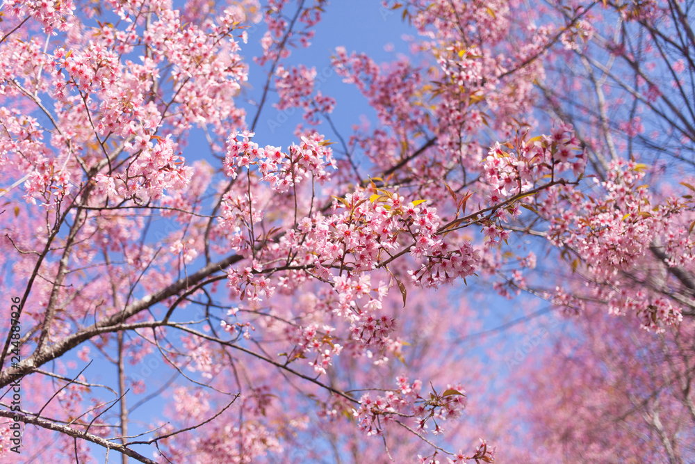 Wild Himalayan Cherry Blossoms in spring season, Pink Sakura Flower background